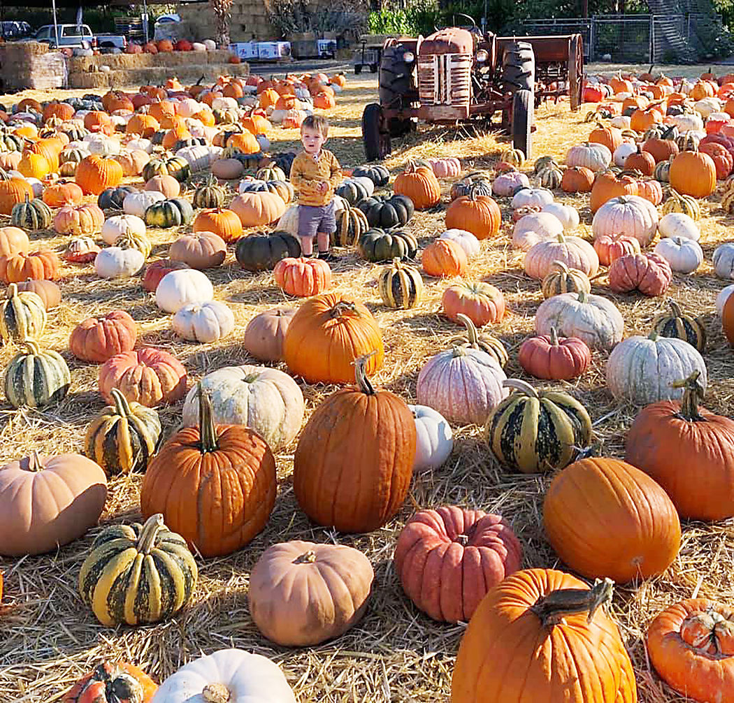 Pumpkin Patch